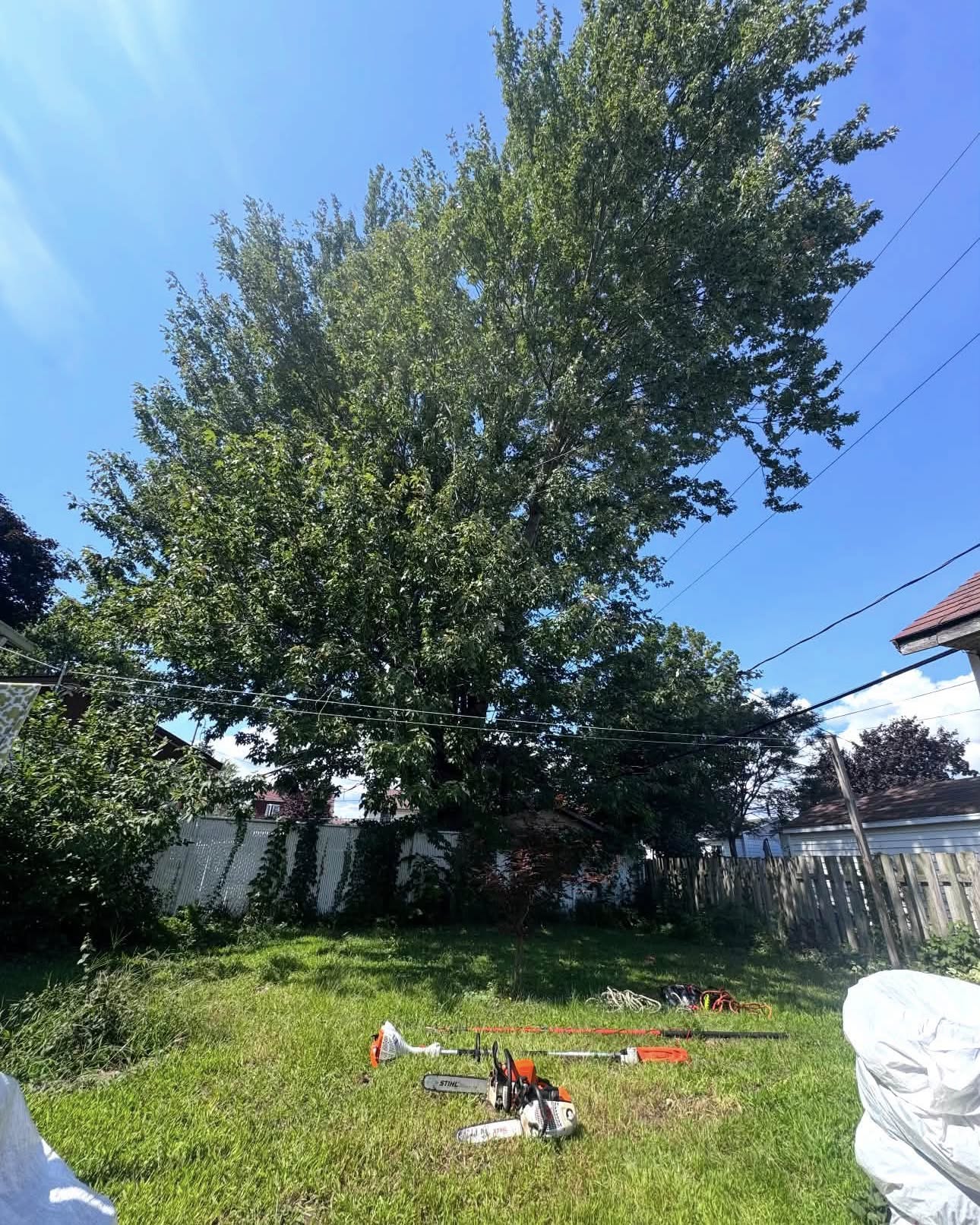 Élagage de grand arbre